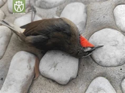 小鸟死在院子里|请大家看看，家门口发现一只死鸟，有没有 ...